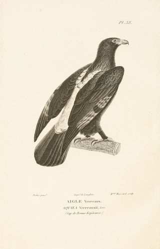 RenPrimevre Lesson - Centurie zoologique Pl38.webp