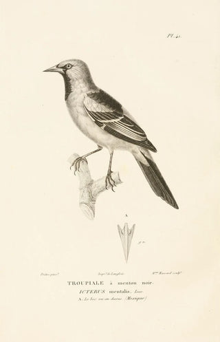 RenPrimevre Lesson - Centurie zoologique Pl41.webp