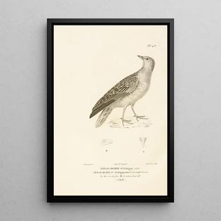 RenPrimevre Lesson - Centurie zoologique Pl48.webp