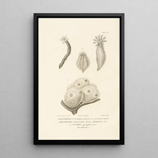 RenPrimevre Lesson - Centurie zoologique Pl52.webp