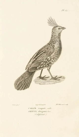 RenPrimevre Lesson - Centurie zoologique Pl60.webp