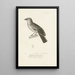 Centurie zoologique Pl67 - René Primevère Lesson — framed artwork on a wall
