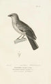 Centurie zoologique Pl67 - René Primevère Lesson — artwork view
