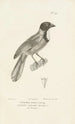 Centurie zoologique Pl68 - René Primevère Lesson — artwork view