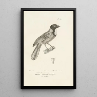 RenPrimevre Lesson - Centurie zoologique Pl68.webp