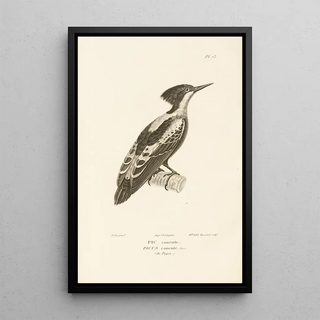 RenPrimevre Lesson - Centurie zoologique Pl72.webp