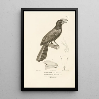 RenPrimevre Lesson - Centurie zoologique Pl73.webp