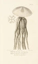 Centurie zoologique Pl79 - René Primevère Lesson — artwork view