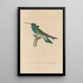 RenPrimevre Lesson - Histoire naturelle des oiseauxmouches Pl01.webp