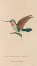 Histoire naturelle des oiseaux-mouches Pl02 - René Primevère Lesson — vista dell’opera