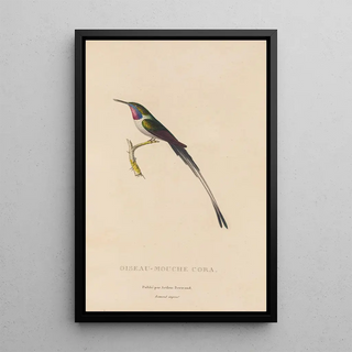 RenPrimevre Lesson - Histoire naturelle des oiseauxmouches Pl06.webp