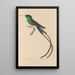 Histoire naturelle des oiseaux-mouches Pl17 - René Primevère Lesson — gerahmtes Bild an der Wand