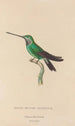 Geschichte der Natur der Kolibris Pl20 - René Primevère Lesson — Ansicht des Kunstwerks