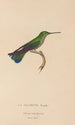 Histoire naturelle des oiseaux-mouches Pl22 - René Primevère Lesson — Ansicht des Kunstwerks