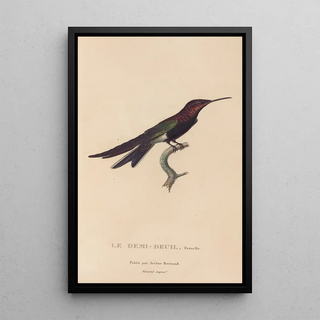 RenPrimevre Lesson - Histoire naturelle des oiseauxmouches Pl39.webp