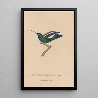 RenPrimevre Lesson - Histoire naturelle des oiseauxmouches Pl50.webp