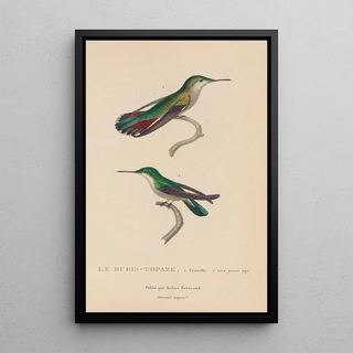 RenPrimevre Lesson - Histoire naturelle des oiseauxmouches Pl54.webp