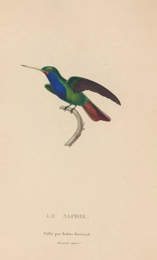 RenPrimevre Lesson - Histoire naturelle des oiseauxmouches Pl56.webp