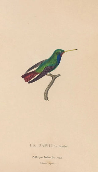 RenPrimevre Lesson - Histoire naturelle des oiseauxmouches Pl58.webp