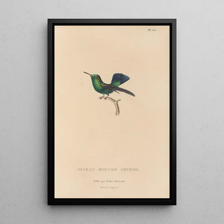 RenPrimevre Lesson - Histoire naturelle des oiseauxmouches Pl66.webp