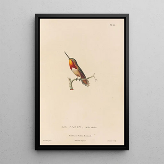 RenPrimevre Lesson - Histoire naturelle des oiseauxmouches Pl67.webp