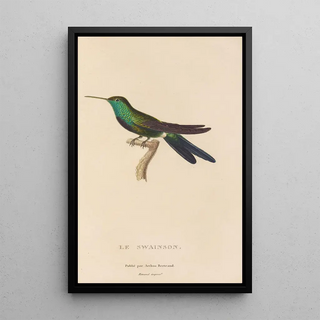 RenPrimevre Lesson - Histoire naturelle des oiseauxmouches Pl71.webp