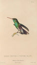 Histoire naturelle des oiseaux-mouches Pl77 - René Primevère Lesson — artwork view