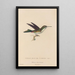 Natural history of hummingbirds Pl78 - René Primevère Lesson — framed artwork on a wall