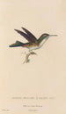 Natural history of hummingbirds Pl78 - René Primevère Lesson — artwork view