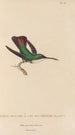 Histoire naturelle des oiseaux-mouches Pl79 - René Primevère Lesson — artwork view