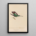 Histoire naturelle des oiseaux-mouches Pl79 - René Primevère Lesson — framed artwork on a wall