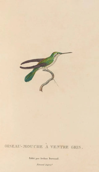 RenPrimevre Lesson - Histoire naturelle des oiseauxmouches Pl80.webp