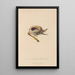 Histoire naturelle des oiseaux-mouches Pl85 - René Primevère Lesson — framed artwork on a wall