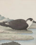 Histoire naturelle de Saint-Domingue Pl042 - René de Rabi — Ansicht des Kunstwerks