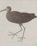 Geschichte der Natur von Saint-Domingue Pl045 - René de Rabi — Ansicht des Kunstwerks