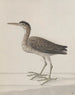 Storia naturale di Saint-Domingue Pl046 - René de Rabi — vista dell’opera