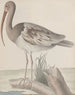 Storia naturale di Saint-Domingue Pl047 - René de Rabi — vista dell’opera