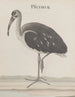 Naturgeschichte von Saint-Domingue Pl049 - René de Rabi — Ansicht des Kunstwerks