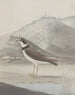 Naturgeschichte von Saint-Domingue Pl050 - René de Rabi — Ansicht des Kunstwerks