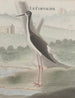 Naturgeschichte von Saint-Domingue Pl052 - René de Rabi — Ansicht des Kunstwerks