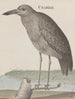 Naturgeschichte von Saint-Domingue Pl053 - René de Rabi — Ansicht des Kunstwerks