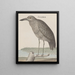 Naturgeschichte von Saint-Domingue Pl053 - René de Rabi — gerahmtes Bild an der Wand