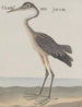 Naturgeschichte von Saint-Domingue Pl055 - René de Rabi — Ansicht des Kunstwerks