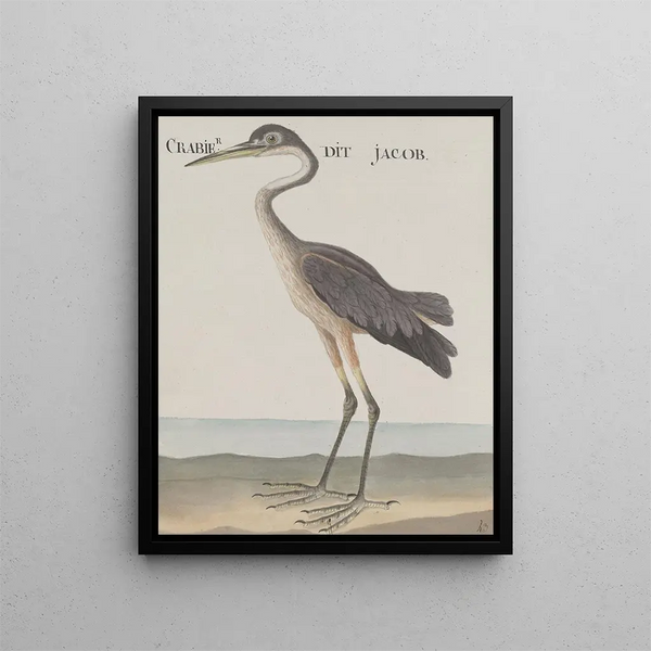 Ren de Rabi - Natural history of Saint Domingue Pl055.webp