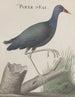 Naturgeschichte von Saint-Domingue Pl058 - René de Rabi — Ansicht des Kunstwerks