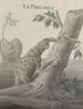 Naturgeschichte von Saint-Domingue Pl059 - René de Rabi — Ansicht des Kunstwerks