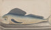 Naturgeschichte von Saint-Domingue Pl060 - René de Rabi — Ansicht des Kunstwerks