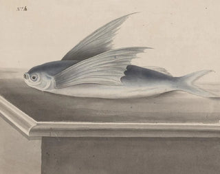 Ren de Rabi - Natural history of Saint Domingue Pl063.webp