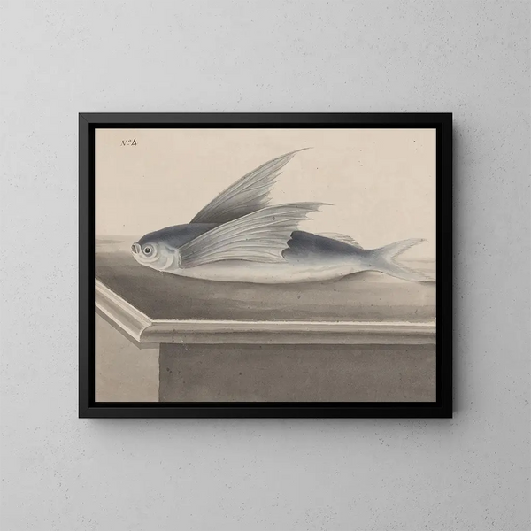 Naturgeschichte von Saint-Domingue - René de Rabi — gerahmtes Bild an der Wand