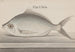 Histoire naturelle de Saint-Domingue Pl. 072 - René de Rabi — Ansicht des Kunstwerks